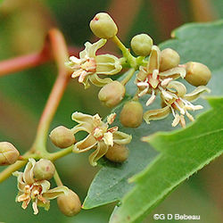 Virginia-creeper - Parthenocissus quinquefolia 48