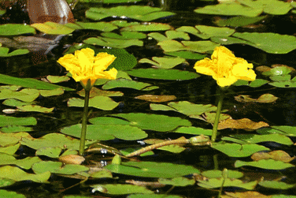 Fringed_Water-Lily_- Nymphoides_peltata_6
