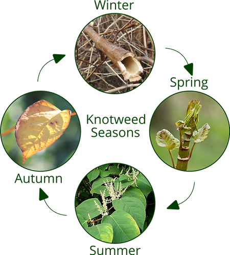 Knotweed Id Ecoweed Control Ltd Weed Removal Ireland