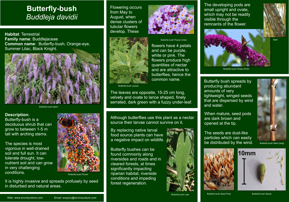 Butterfly-bush - Buddleja davidii ID Guide