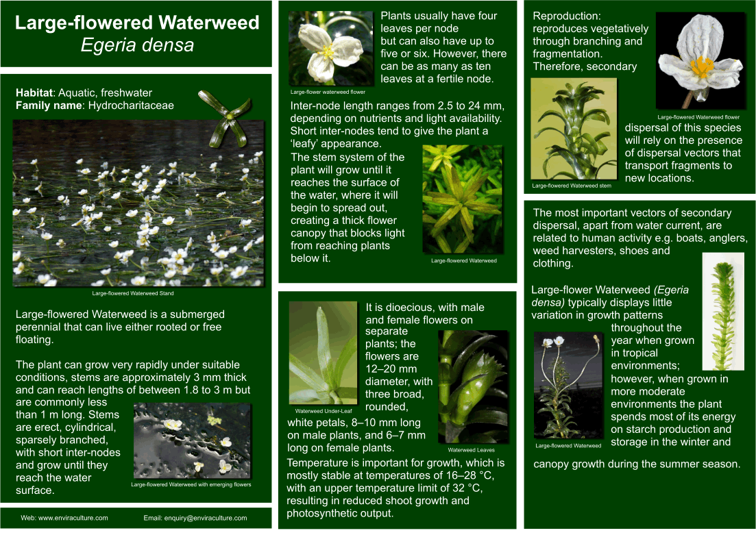 Large-flowered Waterweed ID Guide