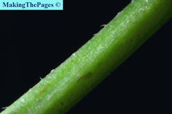 Hairy rocket - Erucastrum gallicum 22