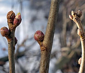 Black current Biodiversity Medium Risk Invasive Species 14
