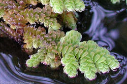 Water fern - Azolla filiculoides 9