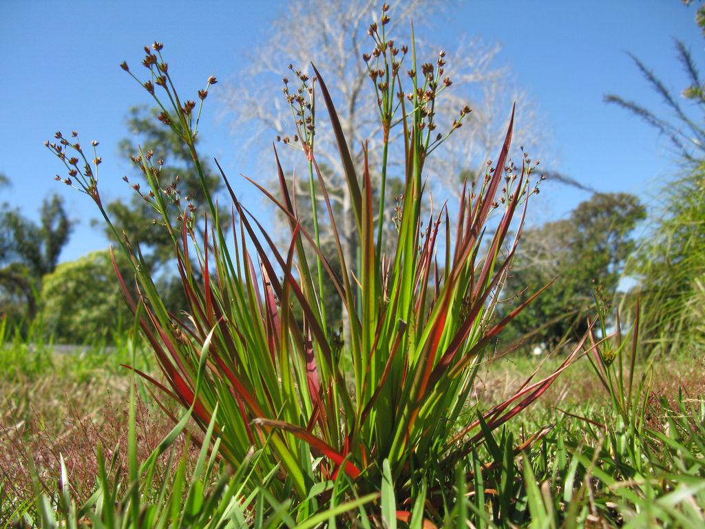 Invasive Weeds | Ireland | Ecoweed Control Ltd | Knotweed Killers