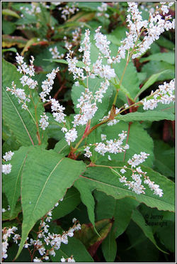 Himalayan_Knotweed_- Persicaria_wallichii_3