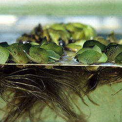 Giant_Salvinia_- Salvinia_molesta_3