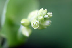 Mile-a-Minute Weed - Persicaria perfoliata
