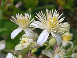 Traveler's-joy - Clematis vitalba 2