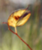 Japanese_Knotweed_- Fallopia_japonica_Autumn_Ireland_8