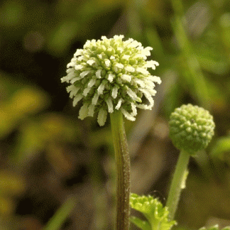 New Zealand bur - Acaena ovalifolia 2