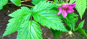 Salmonberry - Rubus spectabilis