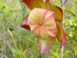 Pitcherplant - Sarracenia purpurea 13