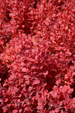 Japanese barberry - Berberis thunbergii 22