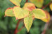 How Fast Does Japanese Knotweed Grow and How to Stop It