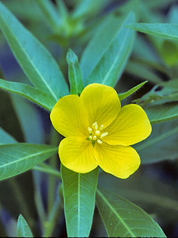 Water-primrose Flower