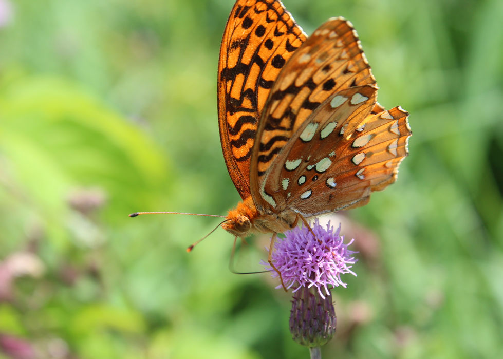Great Spangled Fritillary.JPG