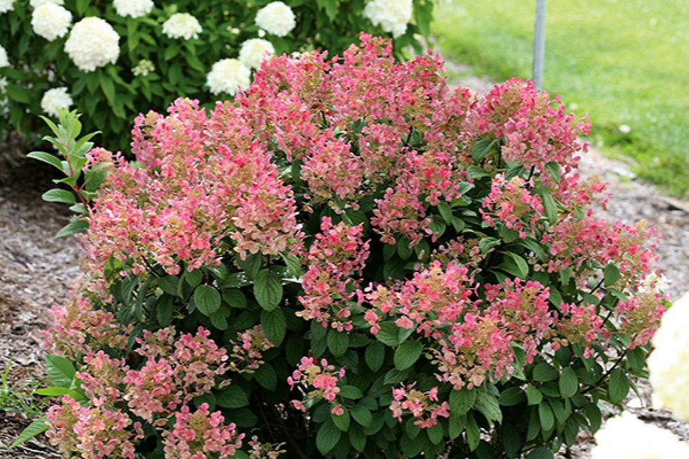 Thumbnail: Hydrangea