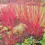 Thumbnail: Variegated Red Twig Dogwood