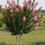 Thumbnail: Crepe Myrtle