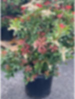 Pieris Japonica 'Mountain Fire'