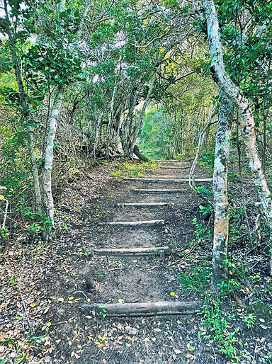 Quiet forest path near Rozi’s Place, offering peaceful walks in nature