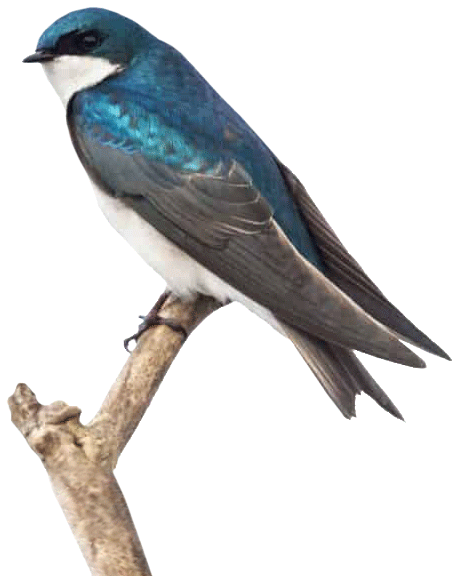 Tree-swallow-isolated.gif
