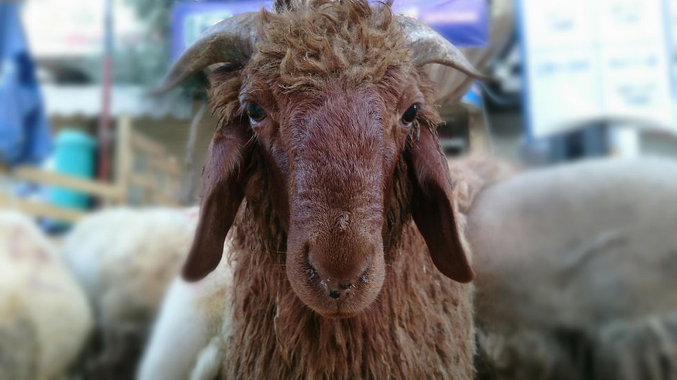 飼料用途を示す羊の資料写真。日本産メチオニンの米国反ダンピング措置5年見直しを示すイメージ