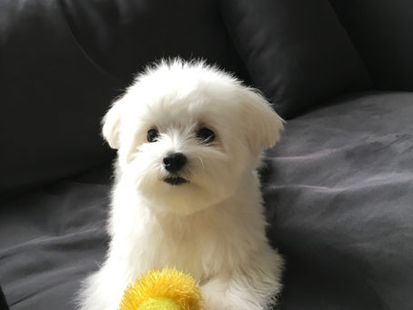 アシーマのイチローです。