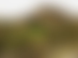 イラクの洞窟、7万5000年前のネアンデルタール人に木槍の傷か 古傷と埋葬の痕跡も