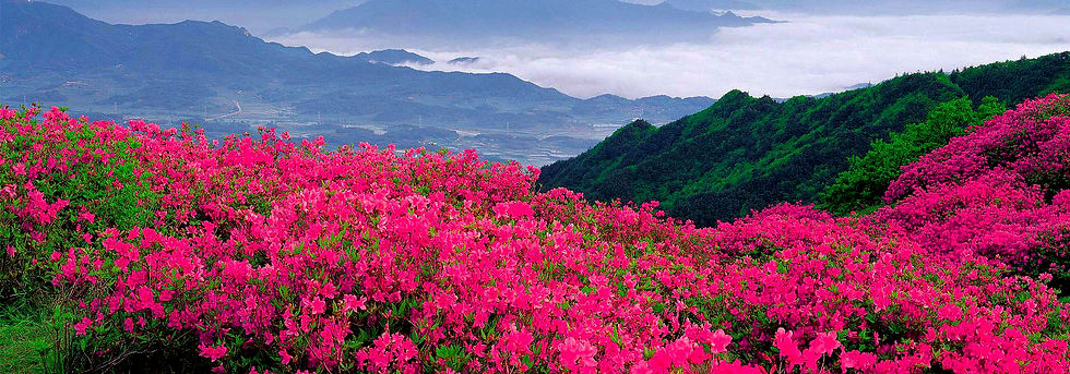 "Field of mixed-color rhododendrons creating colorful pattern on Bhutan hillside"