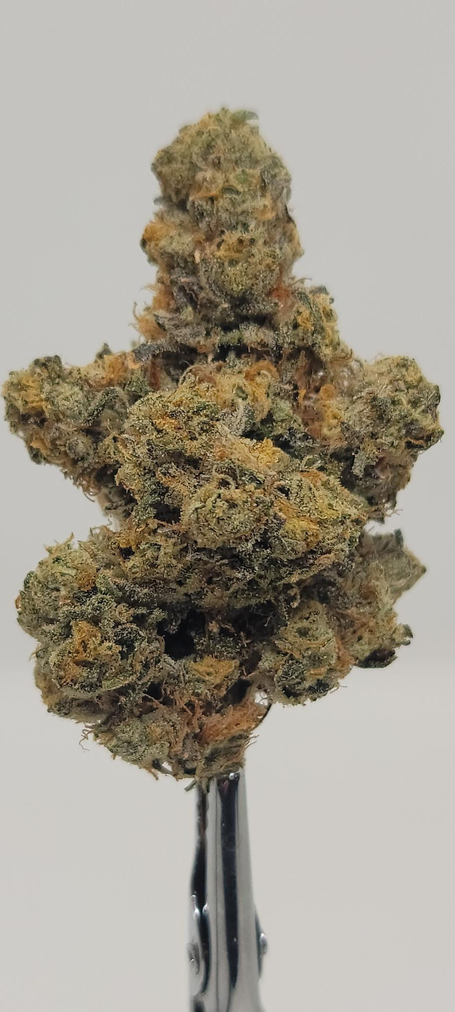 Gorilla Skittlez (Indica Dominant Hybrid) 