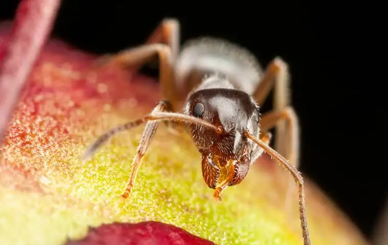 ant.webp