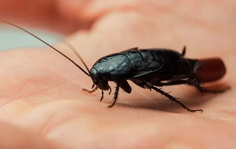roach.webp