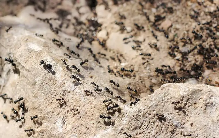 ants2.webp