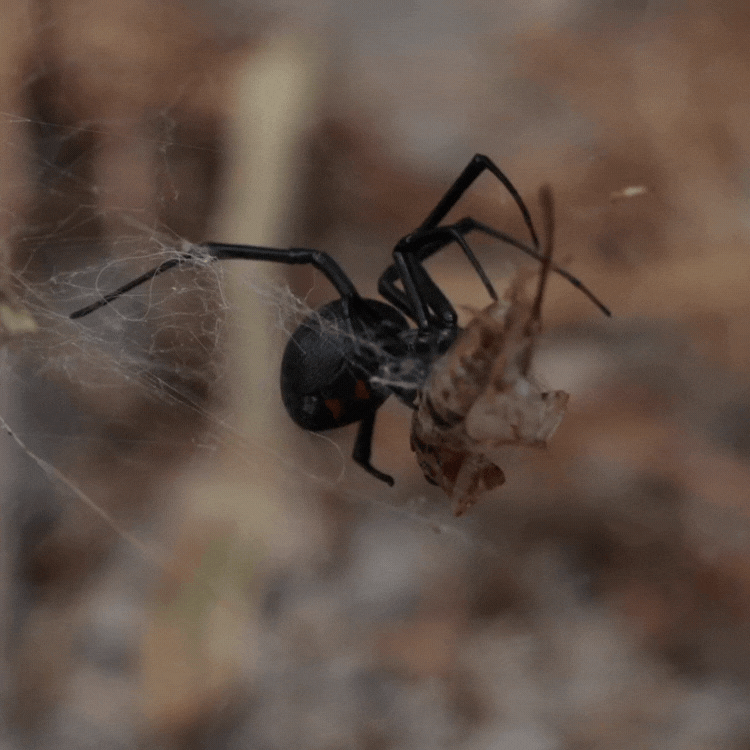 Untitled design-2.gif