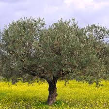 Let's Talk Olive Trees-To Start