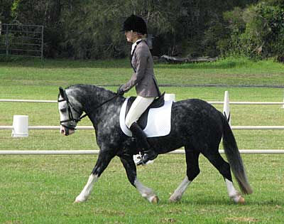 Bellingara Sinatra (WA)