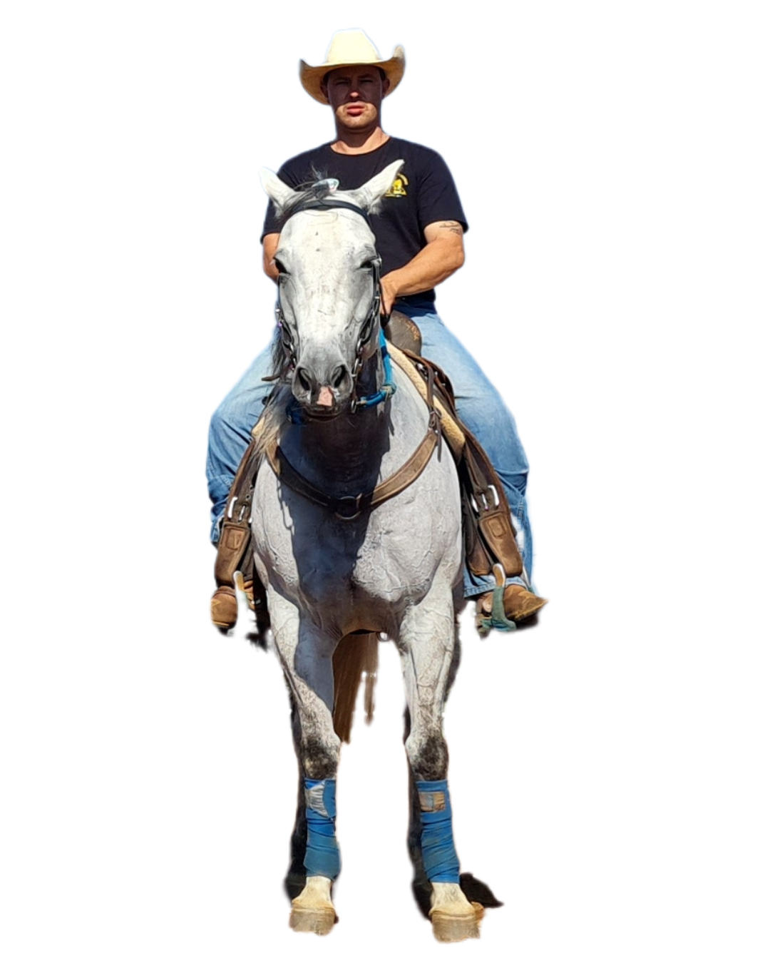 Haras VP