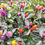 Thumbnail: Chilli-Subhalakshmi