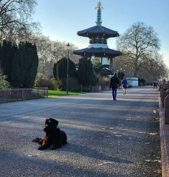 Lulu the Giant Schnauzer, watching people walk by, holding a down in Battersea park with the Peace Pagoda in the background