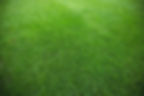 green-grass-field-background.jpg
