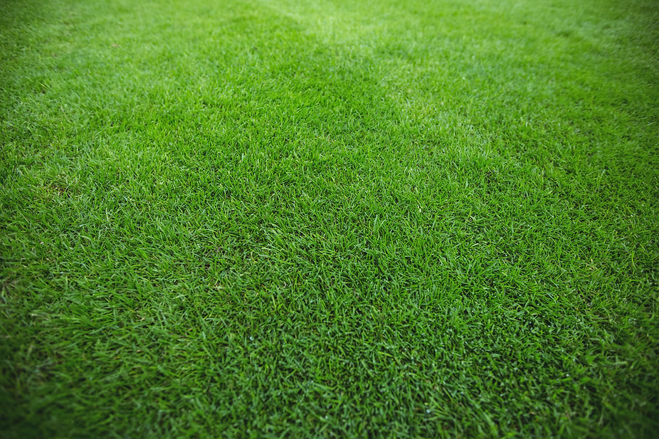 lush and vibrant lawn result of sod installation