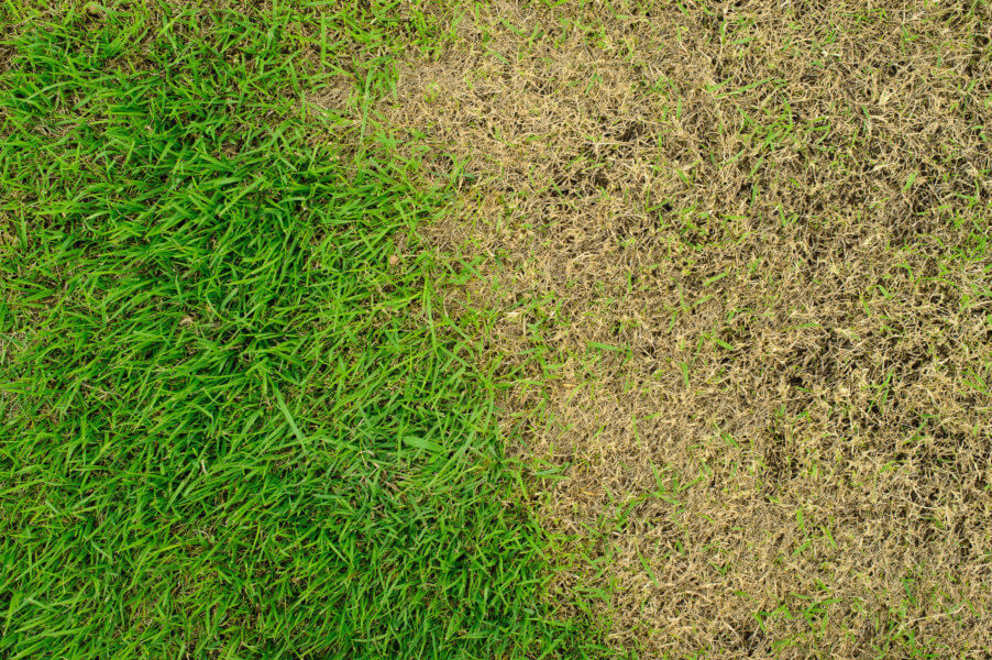 SOD Lawn Care by Castro Rivera LLC
