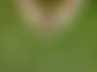 Ultimate Guide to New SOD Care in Long Island NY