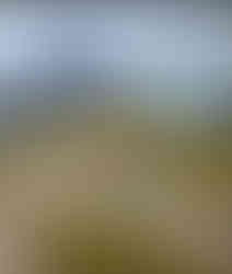 Lush green lawn after New Sod Care in Long Island, NY by Castro Rivera