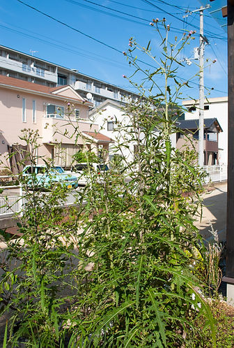 ニセツクシアザミ