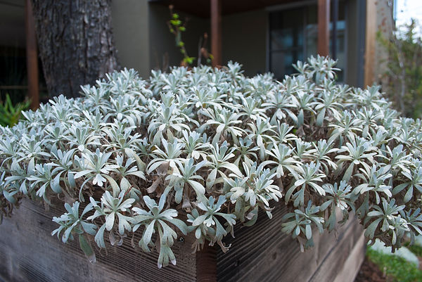 モクビャッコウ