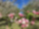 brennerei_thiel_ingendorf_eifel_premium_