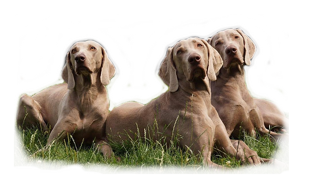 Nepojmenovaný 1 (8).png